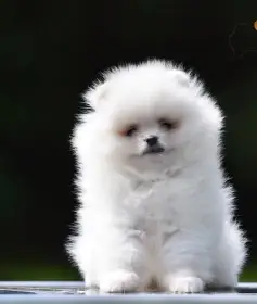 Pomeranian Boo – nádherná štěňata
