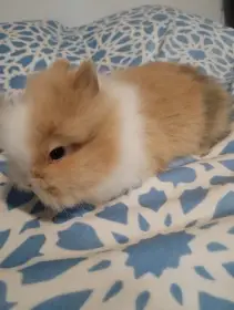 Prodám mláďata zakrslých Teddy