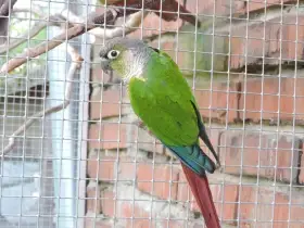 Pyrura zelenolící
