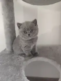 Mimi