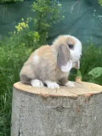 Minilop zakrslý beránek