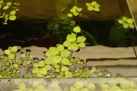 Rostlinky