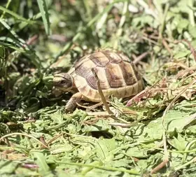 Želva vroubená (Testudo marginata)