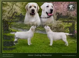 Labradorský retrívr s PP