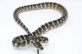 M.spilota
