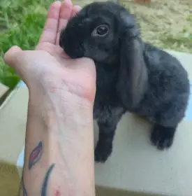 Zakrslý králík Rex beránek