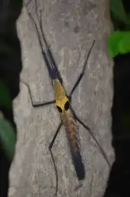 Pseudophasma scabrisculum