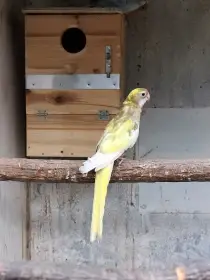 Rosela pestrá mutace