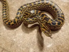 Eunectes notaeus
