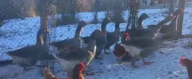 Chovné husy na vypasani