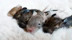 Hraví osmáci z Awesome Degus hledají nový domov