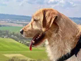 Timík byl bez jídla, nyní hledá domov