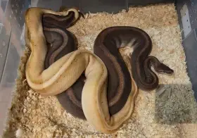 Python regius
