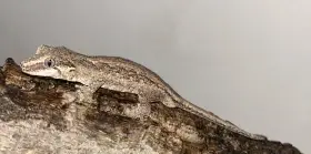 Pagekon hrbolkohlavý 1.0 (Rhacodactylus auriculatus)