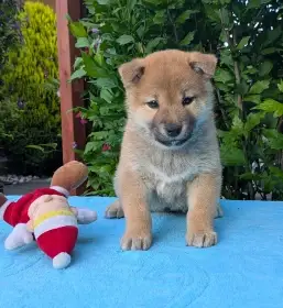Shiba Inu s PP FCI z chovatelské stanice pibaro