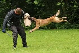 Špičková pracovní štěňata Malinois (Belgický ovčá