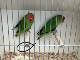 Agapornis etiopský