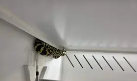 Morelia spilota chynei
