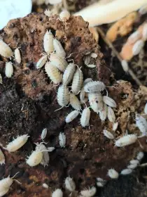 Isopody·stínky - Bulk - posílám / Fauna trhy Ostrava 21.6.
