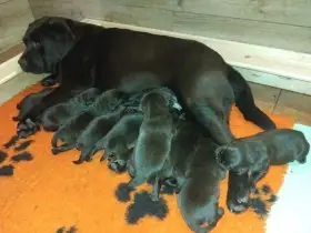 Labradorský retrívr