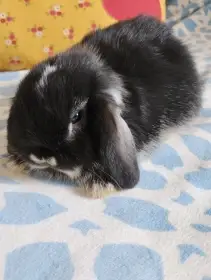 Prodám samičku zakrslého beránka minilopa