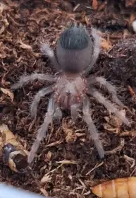Brachypelma auratum 4/5 sv.
