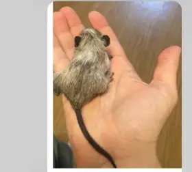 Prodám osmáky degu
