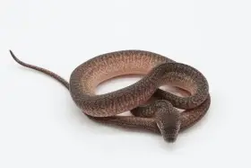 Morelia spilota ssp.