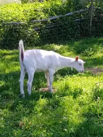 Bílá, bezrohá kozička