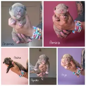 American Bully xl s PP