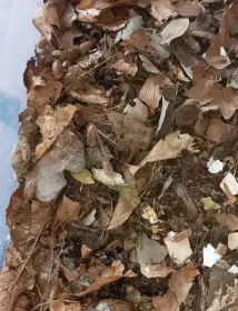 Isopody Porcellio laevis "orange "