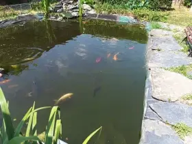 Koi kapr