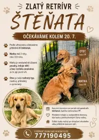 Štěňata Zlatý retrívr