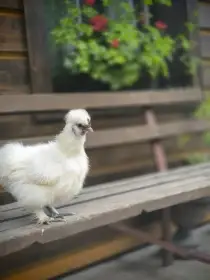 Kohoutek zdrobnělá hedvábnička