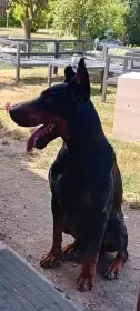 Dobermann  - Krytie