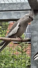 Korela bělohlavá samec