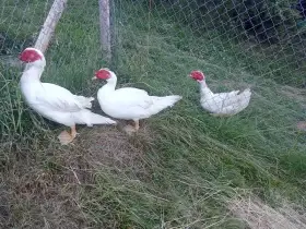 3x kačer kachny pekingské