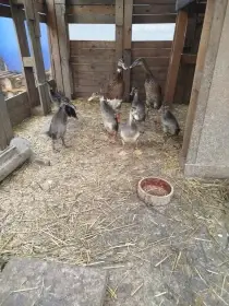Indický běžec