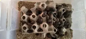 Šváb Argentinský (Blaptica dubia)