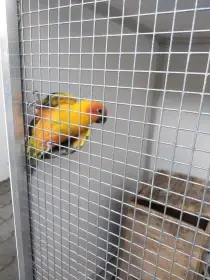 Prodej aratingu jendaj