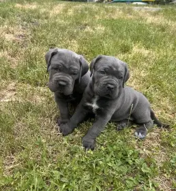 Cane corso štěňátka s PP