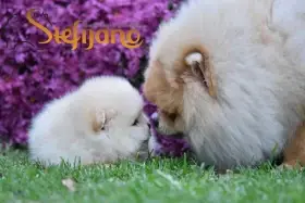 Pomeranian BOO – štěňata typu Medvídek