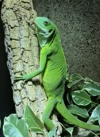 Brachylophus fasciatus 1,1