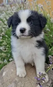 Border kolie