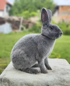 Chovná skupina - Malý rex modrý