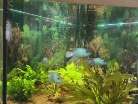 Akara electric blue