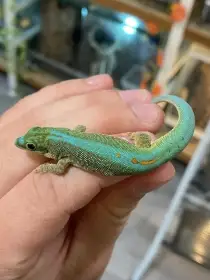 Phelsuma Robertmertensi