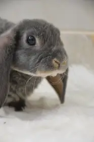Zakrslý beran - rex
