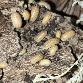 Isopody·stínky·chvostosko ci / Ostrava Fauna trhy - 26.7.2026
