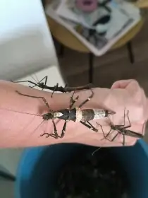 Strašilky Sungaya Inexpectata